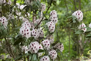 15 Elmwood Ln, Asheville, NC 28803 - Photo 5