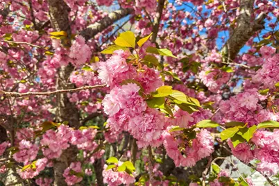 2 Llama Vista Court, Black Mountain, NC 28711 - Photo 5