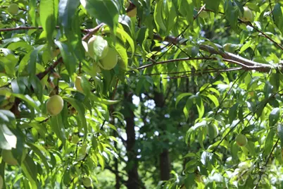337 Roberson School Road, Moravian Falls, NC 28654 - Photo 11