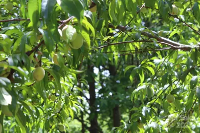 337 Roberson School Road, Moravian Falls, NC 28654 - Photo 11