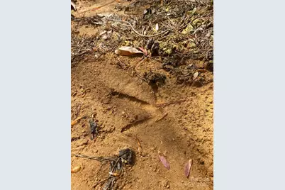 0 Cane Creek Mountain Road, Bostic, NC 28018 - Photo 23