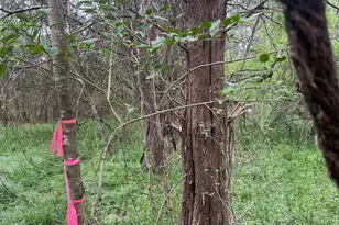 11055 Graybark Rd, Midland, NC 28107 - Photo 3