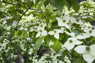 3 Teresa Way, Black Mountain, NC 28711 - Photo 29