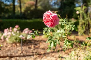 8 Fairway Pl, Asheville, NC 28803 - Photo 47