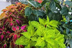 17810 Half Moon Ln, Cornelius, NC 28031 - Photo 47