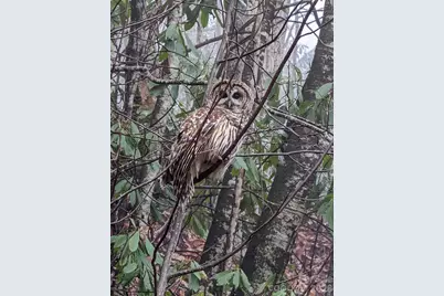 1426 Setzer Cove Road, Maggie Valley, NC 28751 - Photo 47