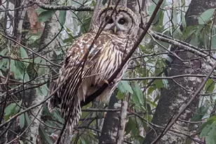 1426 Setzer Cove Rd, Maggie Valley, NC 28751 - Photo 47