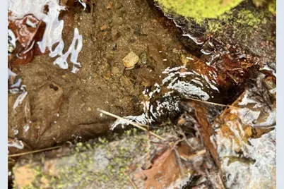 Tbd Doublehead Mountain Road, Newland, NC 28657 - Photo 3