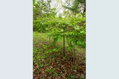 25 Coal Creek Lane, Weaverville, NC 28787 - Photo 13