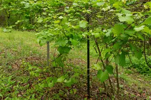 25 Coal Creek Ln, Weaverville, NC 28787 - Photo 13