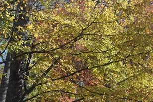 Tbd Clear Creek Rd, Burnsville, NC 28714 - Photo 7