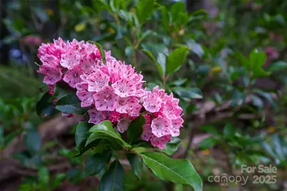 45 Gracious Lane, Waynesville, NC 28785 - Photo 29