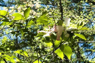 99999 Anderson Cove Road, Barnardsville, NC 28709 - Photo 5