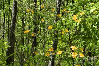 99999 Anderson Cove Road, Barnardsville, NC 28709 - Photo 21