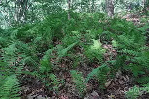 7881 US 25/70 Hwy, Marshall, NC 28753 - Photo 43