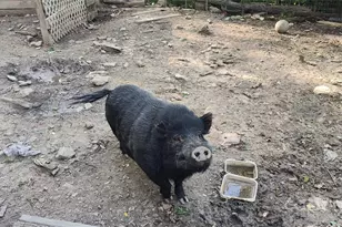 7881 US 25/70 Hwy, Marshall, NC 28753 - Photo 31