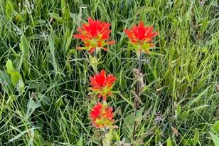 143 Daniel Boone Trl, Burnsville, NC 28714 - Photo 25