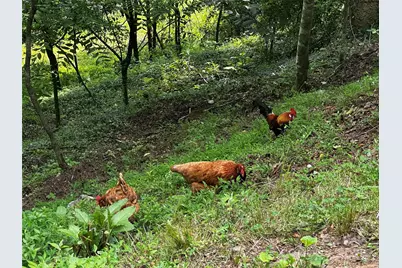 193 Green Cove Road, Bakersville, NC 28705 - Photo 3