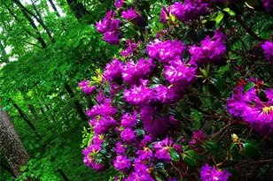 23 Hunting Ldg Dr, Black Mountain, NC 28711 - Photo 41