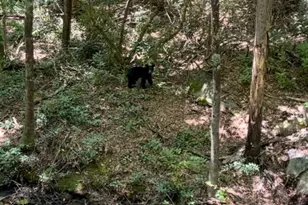 630 Shumont Rd, Black Mountain, NC 28711 - Photo 3