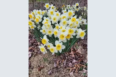 75 Cisco Road, Asheville, NC 28805 - Photo 47