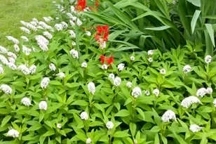 75 Cisco Rd, Asheville, NC 28805 - Photo 21