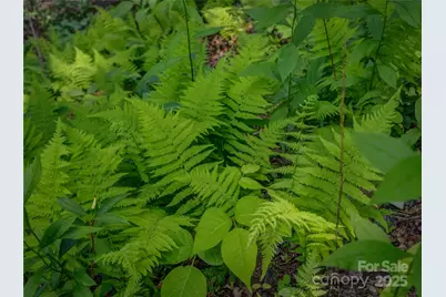 0000 Israel Road, Brevard, NC 28712 - Photo 15