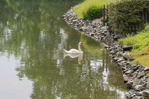 5864 Harris Grove Ln, Charlotte, NC 28212 - Photo 17