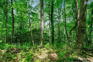 #1 Tbd Lotties Creek Rd, Burnsville, NC 28714 - Photo 9