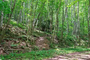 #2 Tbd Lotties Creek Rd, Burnsville, NC 28714 - Photo 5