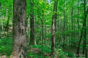 #2 Tbd Lotties Creek Rd, Burnsville, NC 28714 - Photo 7