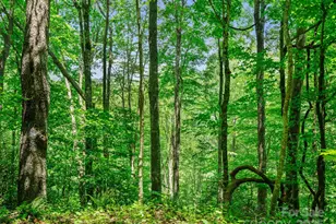 #3 Tbd Lotties Creek Rd, Burnsville, NC 28714 - Photo 11