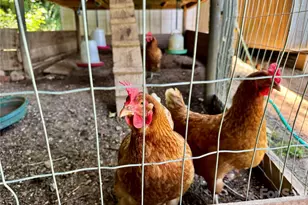 282 Calhoun Trail, Rutherfordton, NC 28139 - Photo 27