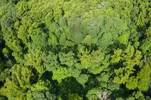 Lot 22 Spring Rock Rd, Burnsville, NC 28714 - Photo 15