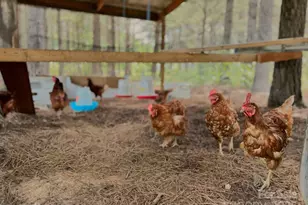 1808 Aiken Rd, Blackstock, SC 29014 - Photo 15