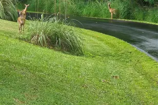 55 Settlers Trl, Mars Hill, NC 28754 - Photo 27