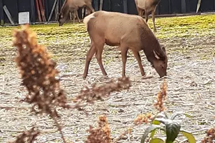 94 Market St, Maggie Valley, NC 28751 - Photo 13