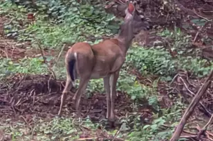 560 Hester Mill Rd, Rutherfordton, NC 28139 - Photo 33