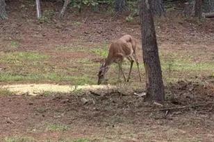 560 Hester Mill Rd, Rutherfordton, NC 28139 - Photo 35