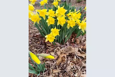 75 Cisco Road, Asheville, NC 28805 - Photo 45