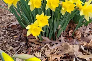 75 Cisco Rd, Asheville, NC 28805 - Photo 45