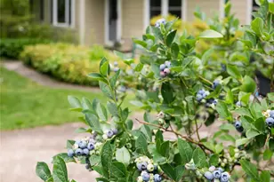 75 Cisco Rd, Asheville, NC 28805 - Photo 19