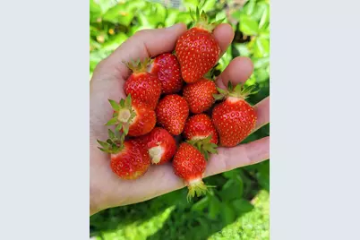 75 Cisco Road, Asheville, NC 28805 - Photo 21