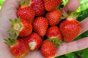 75 Cisco Rd, Asheville, NC 28805 - Photo 21