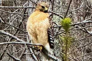 31 Cozy Cottage Wy, Arden, NC 28704 - Photo 35