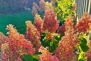 31 Cozy Cottage Wy, Arden, NC 28704 - Photo 41