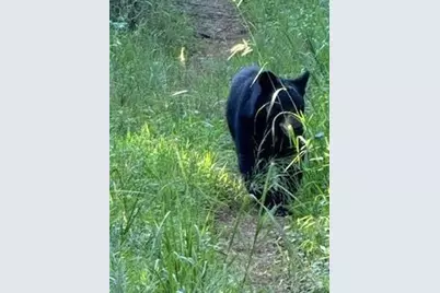 338 Espen Ridge, Asheville, NC 28804 - Photo 45