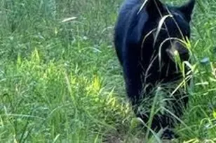 338 Espen Rdg, Asheville, NC 28804 - Photo 45