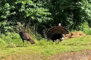 338 Espen Rdg, Asheville, NC 28804 - Photo 47