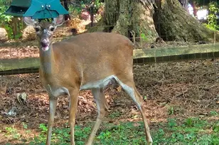 10841 Flat Iron Rd, Charlotte, NC 28226 - Photo 45